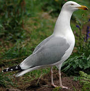 Goéland argenté