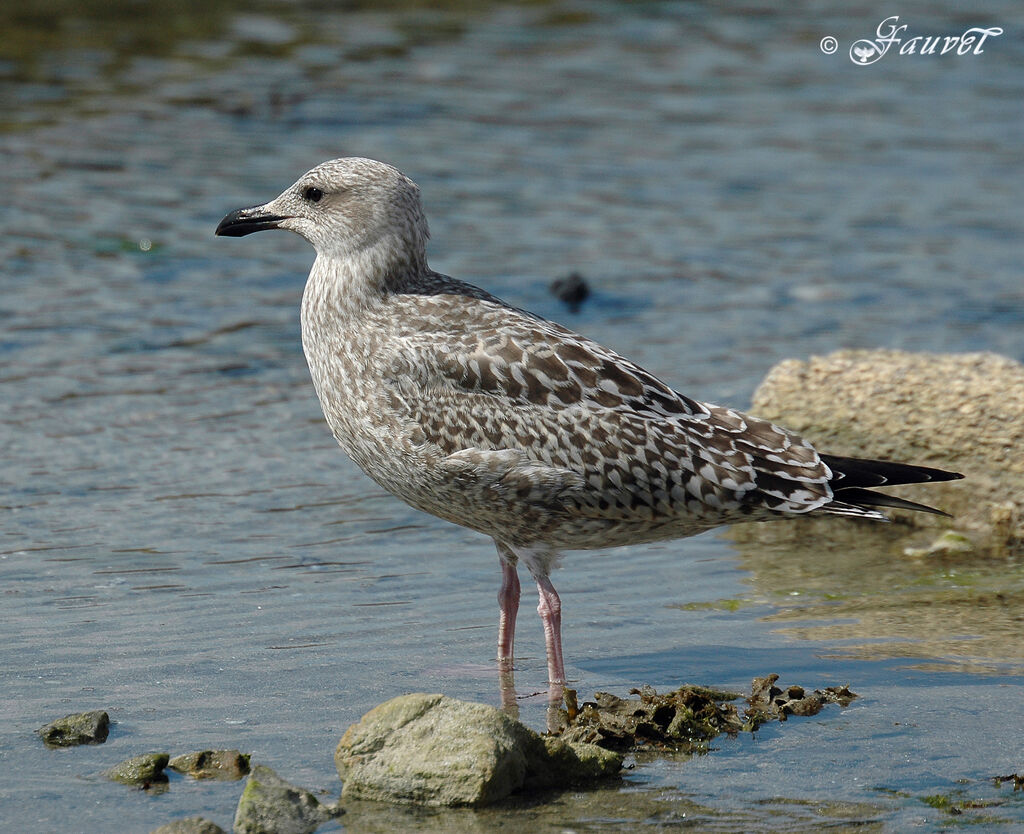 European Herring Gull