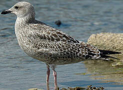 European Herring Gull