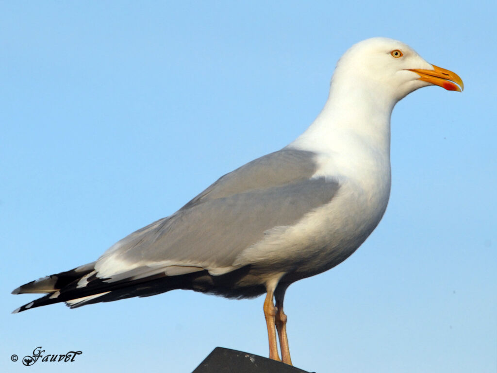 Goéland argenté