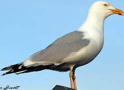 European Herring Gull