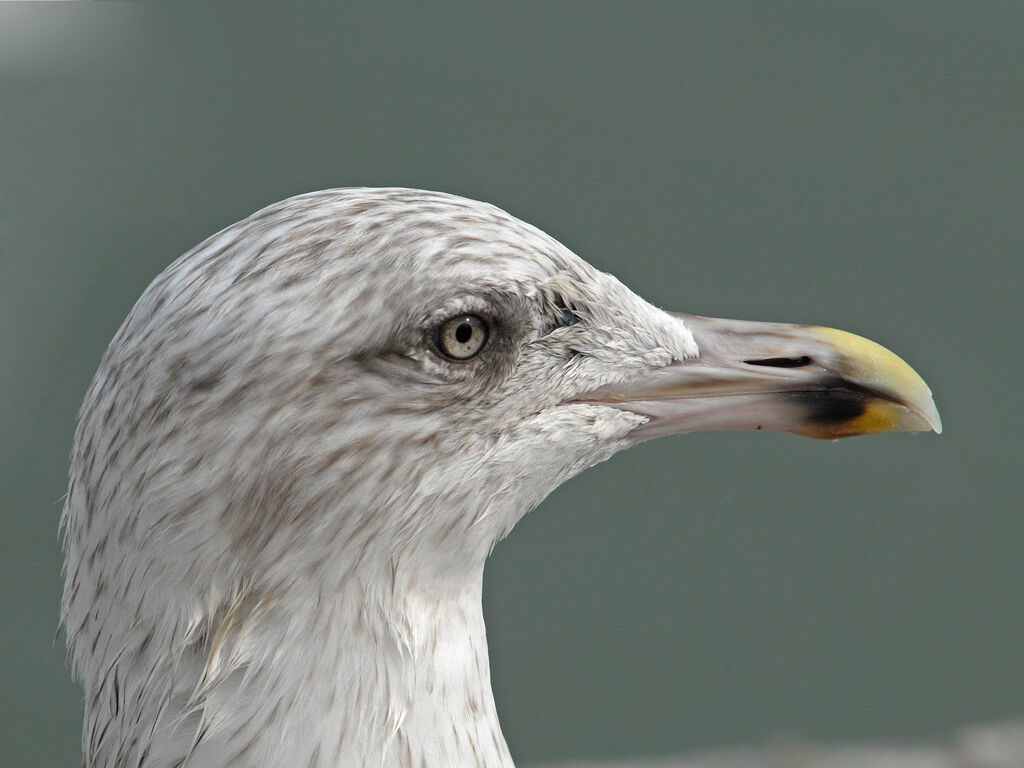 European Herring GullThird  year