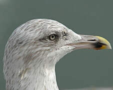 European Herring Gull