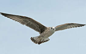 European Herring Gull