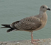 European Herring Gull