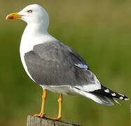 Lesser Black-backed Gull