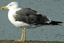 Lesser Black-backed Gull