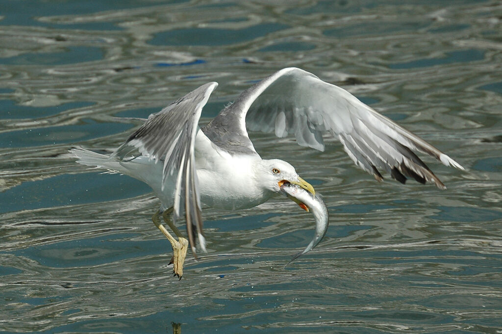 Yellow-legged Gulladult