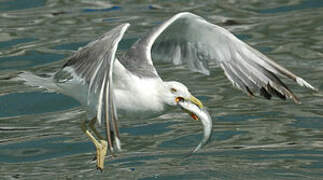 Yellow-legged Gull