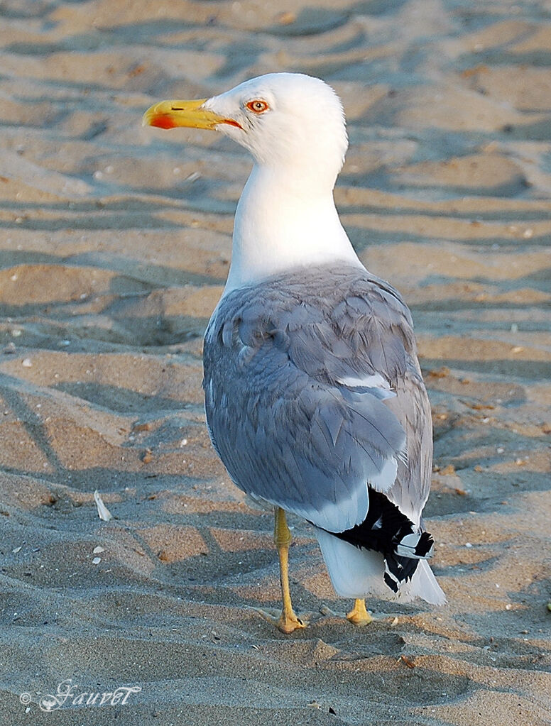 Goéland leucophée