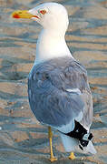 Yellow-legged Gull