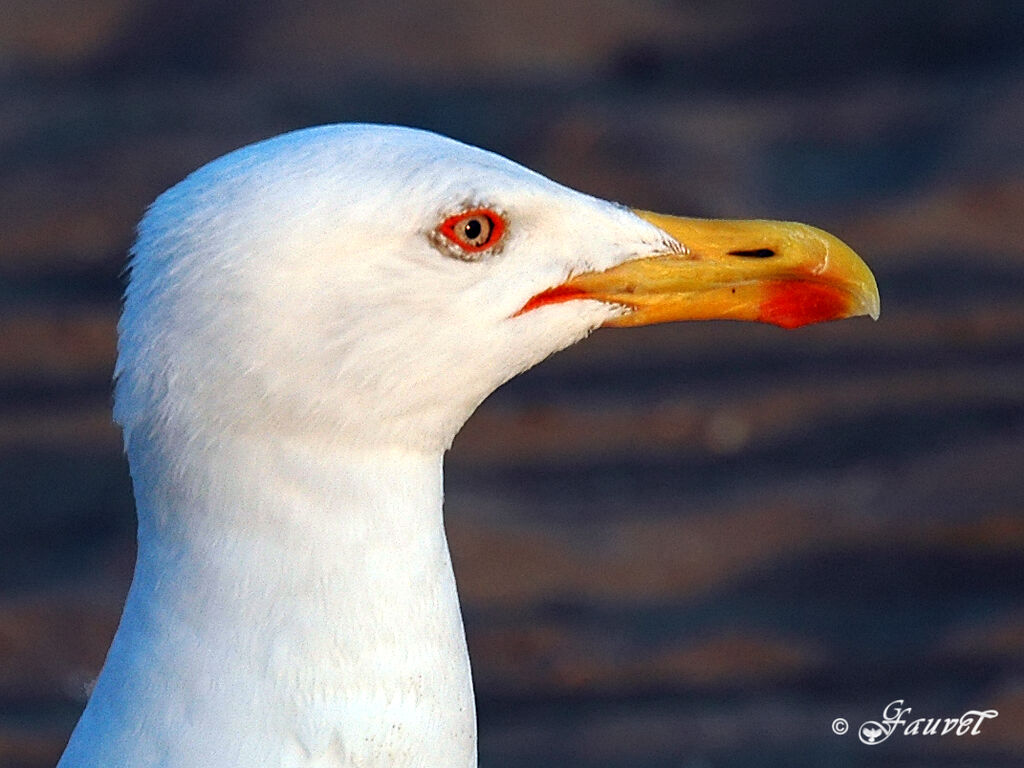 Yellow-legged Gull