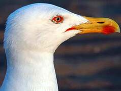 Yellow-legged Gull