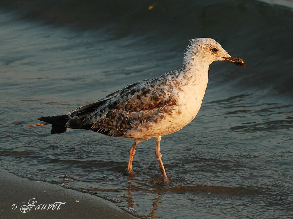 Yellow-legged Gull