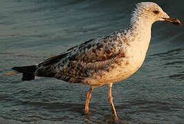 Yellow-legged Gull