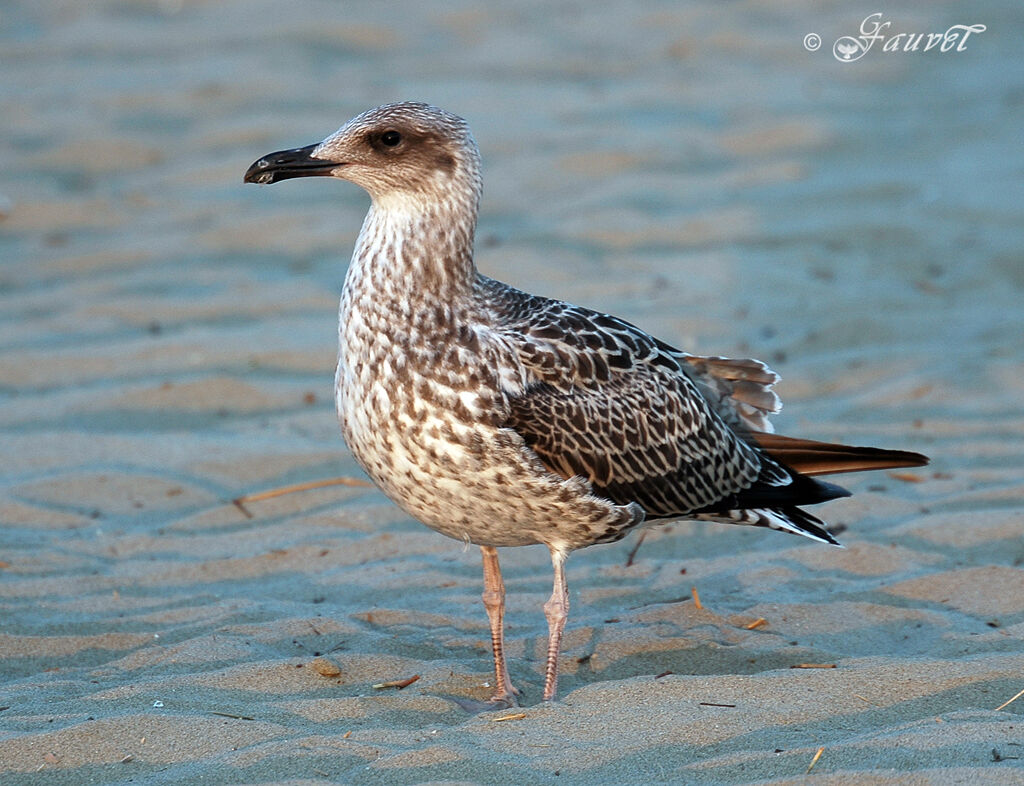 Yellow-legged Gull