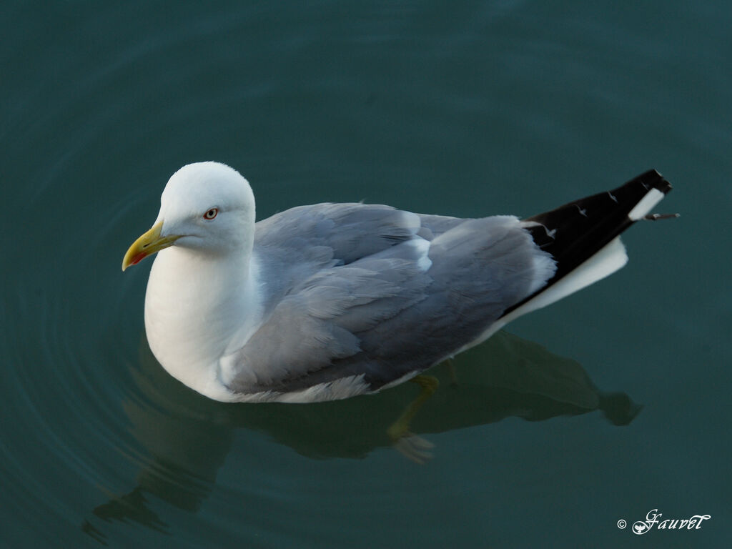 Yellow-legged Gull