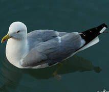 Yellow-legged Gull