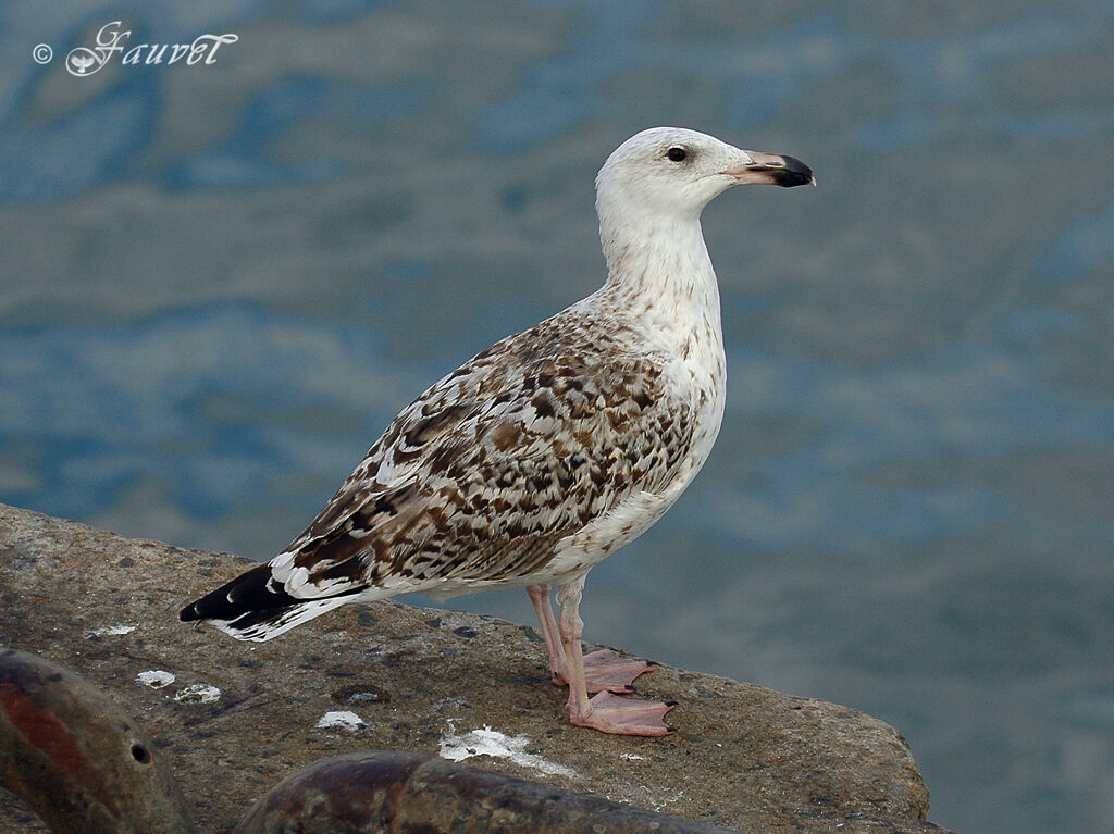 Great Black-backed Gull