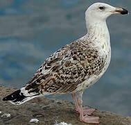 Great Black-backed Gull