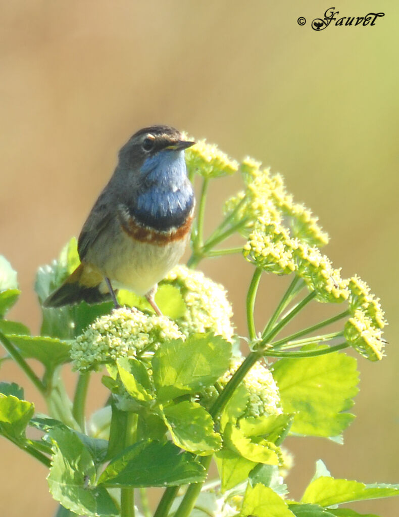 Bluethroat male adult breeding