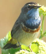 Bluethroat