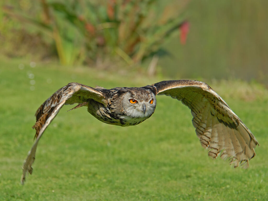 Eurasian Eagle-Owl