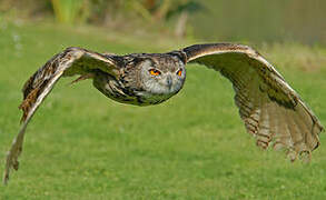 Eurasian Eagle-Owl