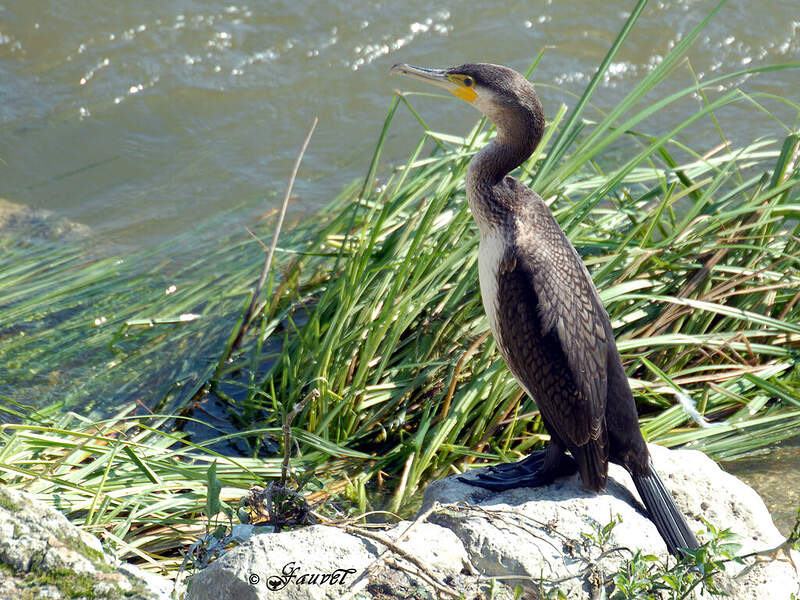 grand-cormoran-juv-nile-gefa39645