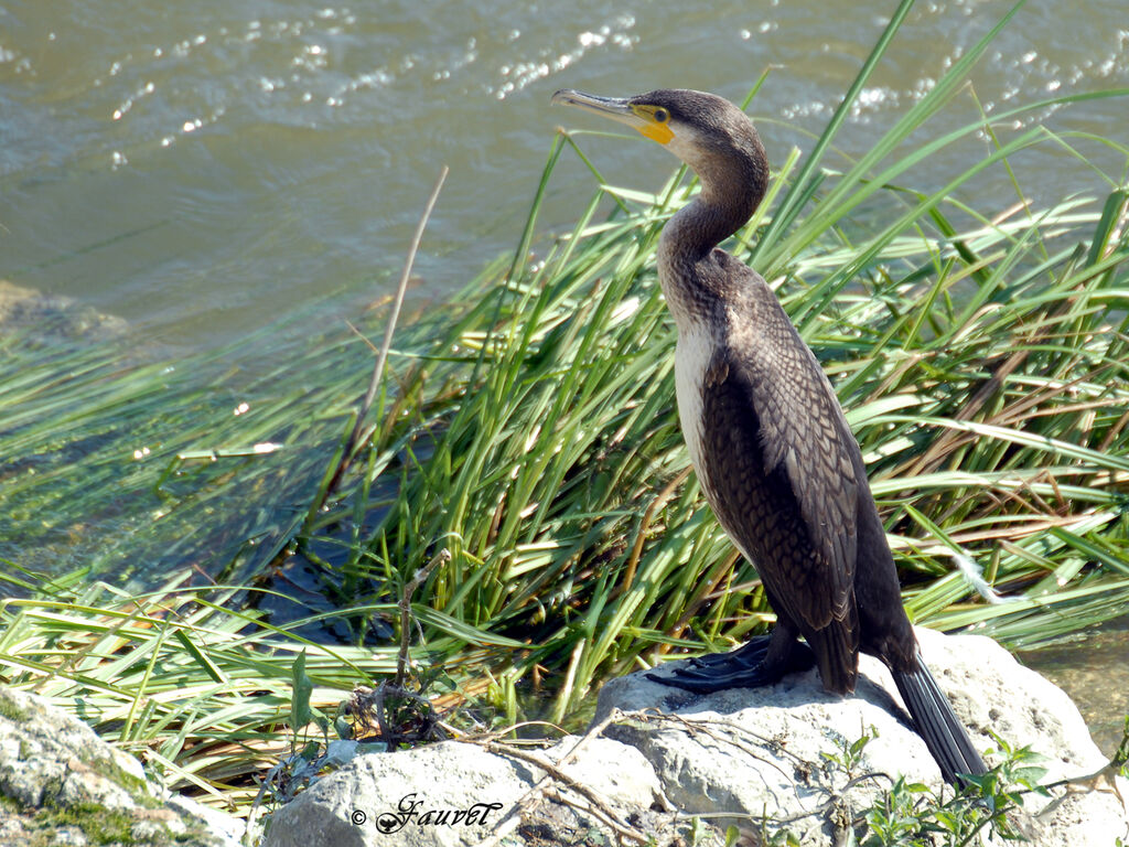 Grand Cormoranjuvénile