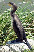 Great Cormorant