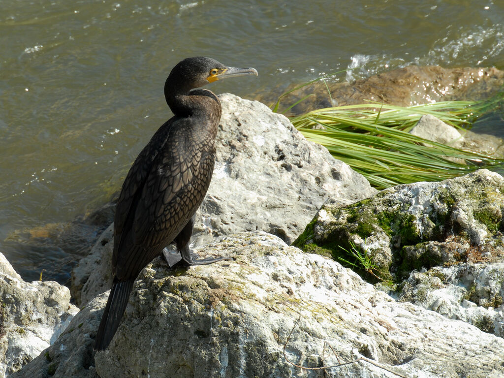 Great Cormorant