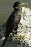 Great Cormorant