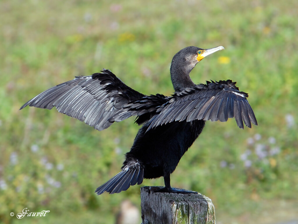 Great Cormorant