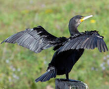 Great Cormorant