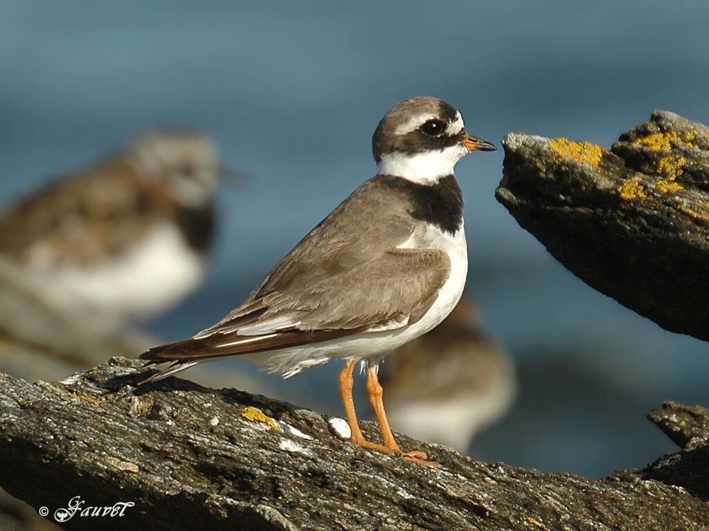 Common Ringed Plover