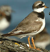 Common Ringed Plover