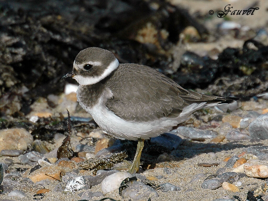 Common Ringed Ploverjuvenile