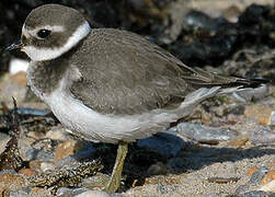 Common Ringed Plover