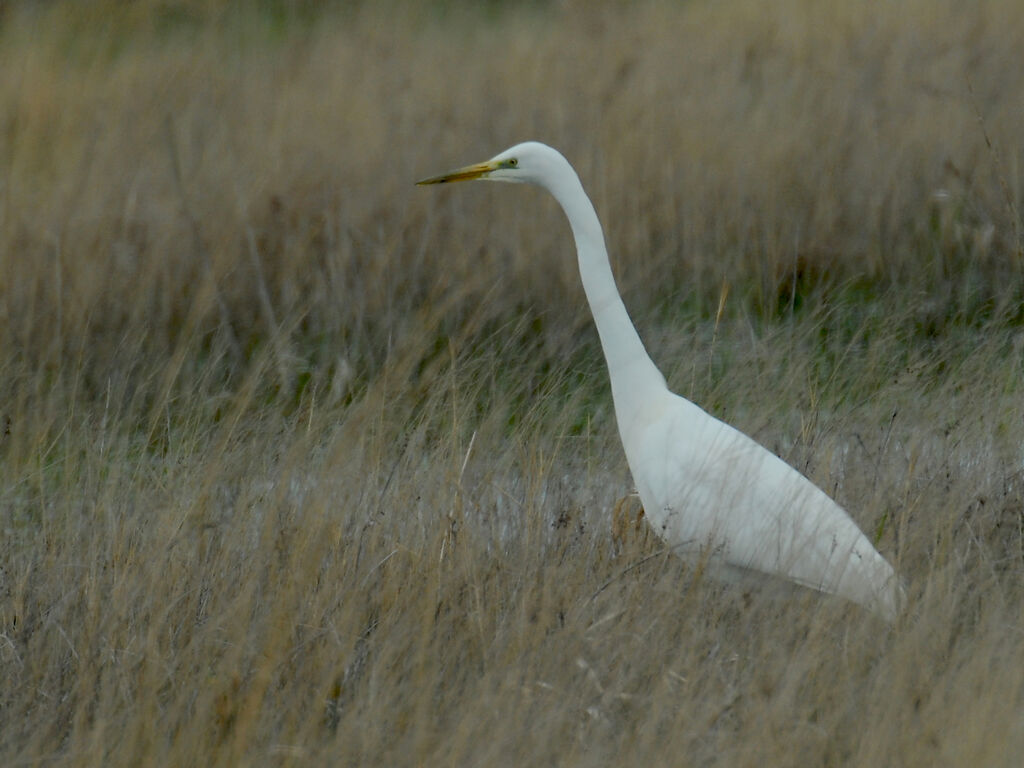 Great Egret