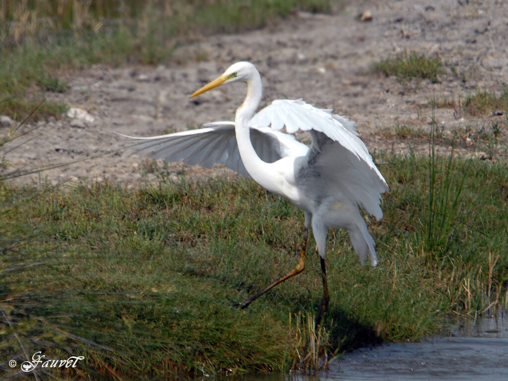 Great Egret