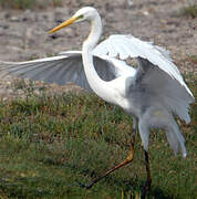 Grande Aigrette