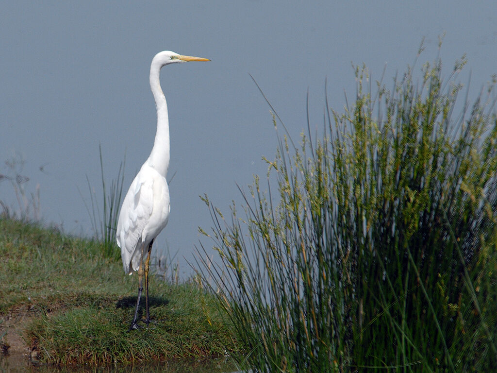 Great Egret