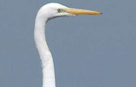 Grande Aigrette