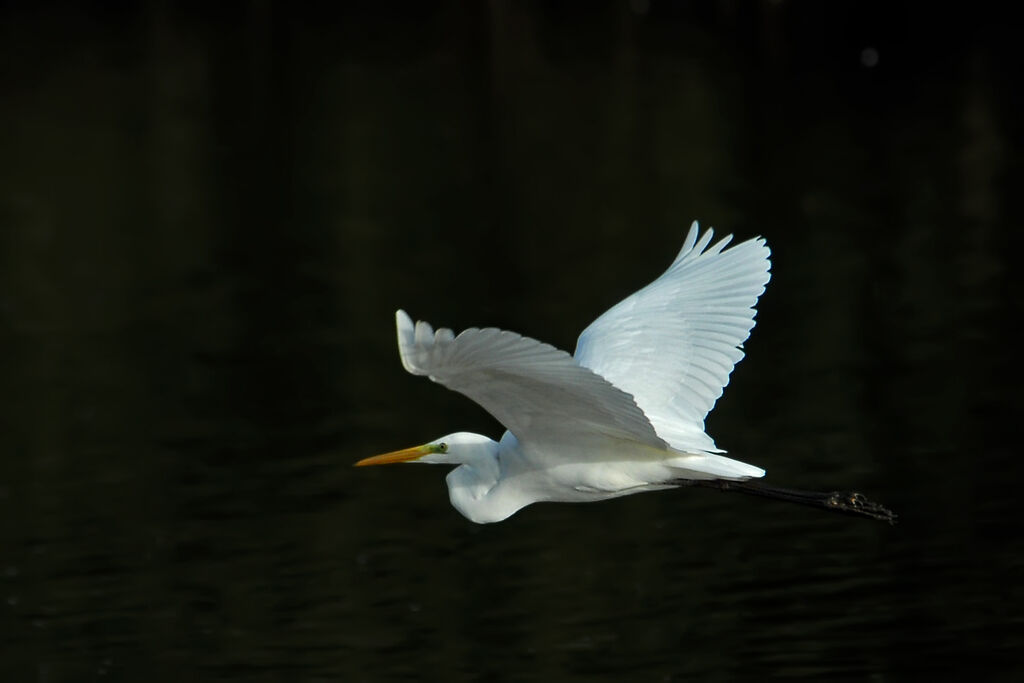 Great Egret, Flight