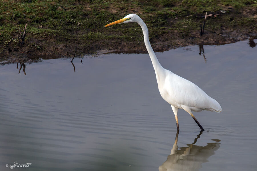 Great Egret, identification