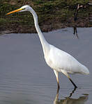 Grande Aigrette