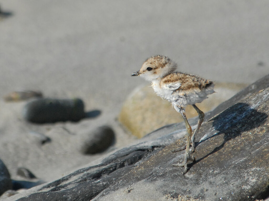 Kentish Ploverjuvenile, Reproduction-nesting