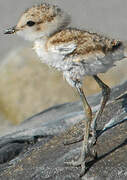 Kentish Plover