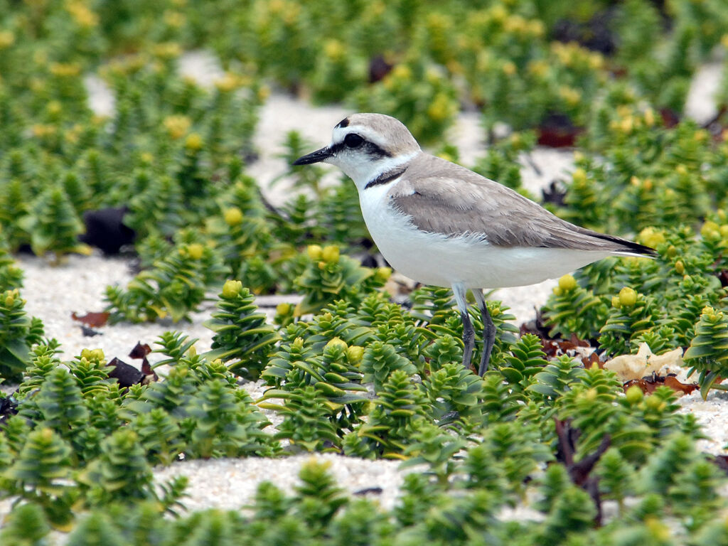 Gravelot à collier interrompu mâle adulte nuptial, identification